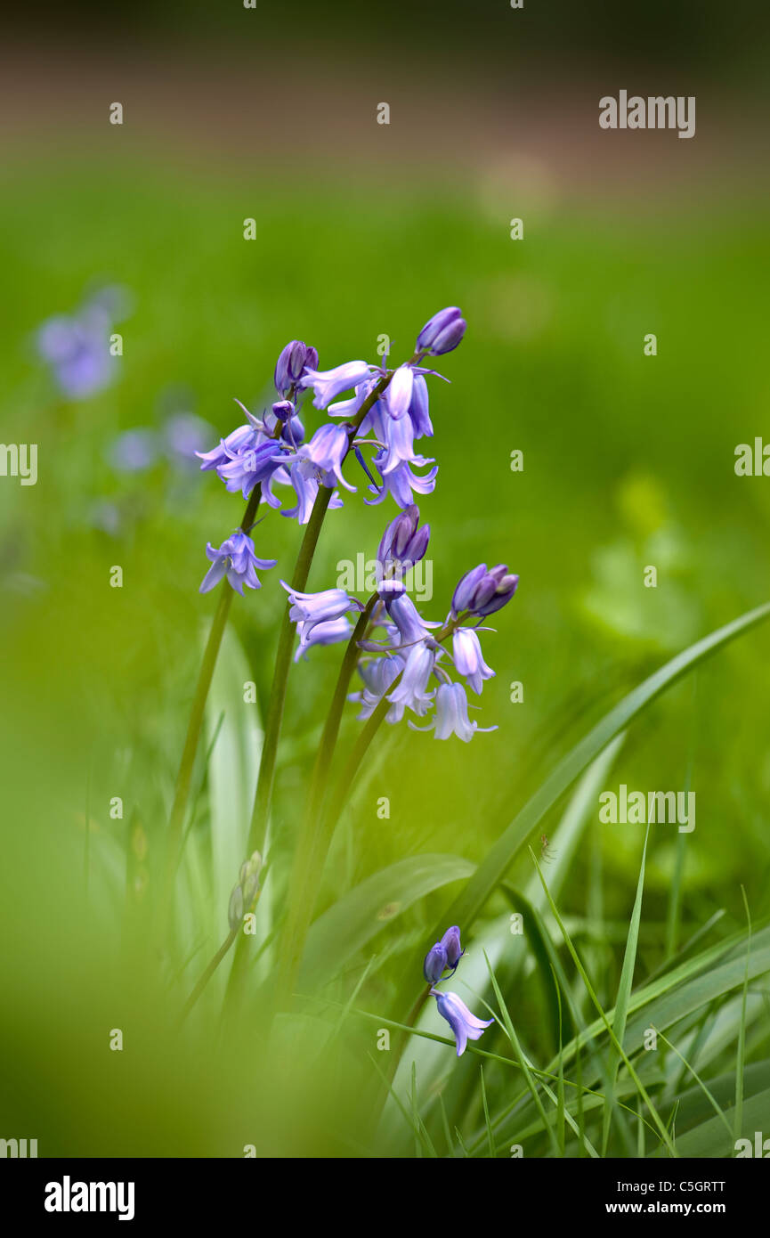 Englischen Bluebells oder gemeinsame Glockenblumen - Hyacinthoides non-scripta Stockfoto