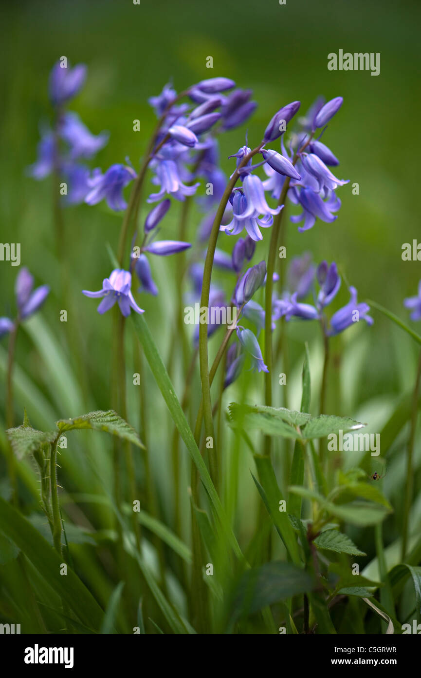 Englischen Bluebells oder gemeinsame Glockenblumen - Hyacinthoides non-scripta Stockfoto