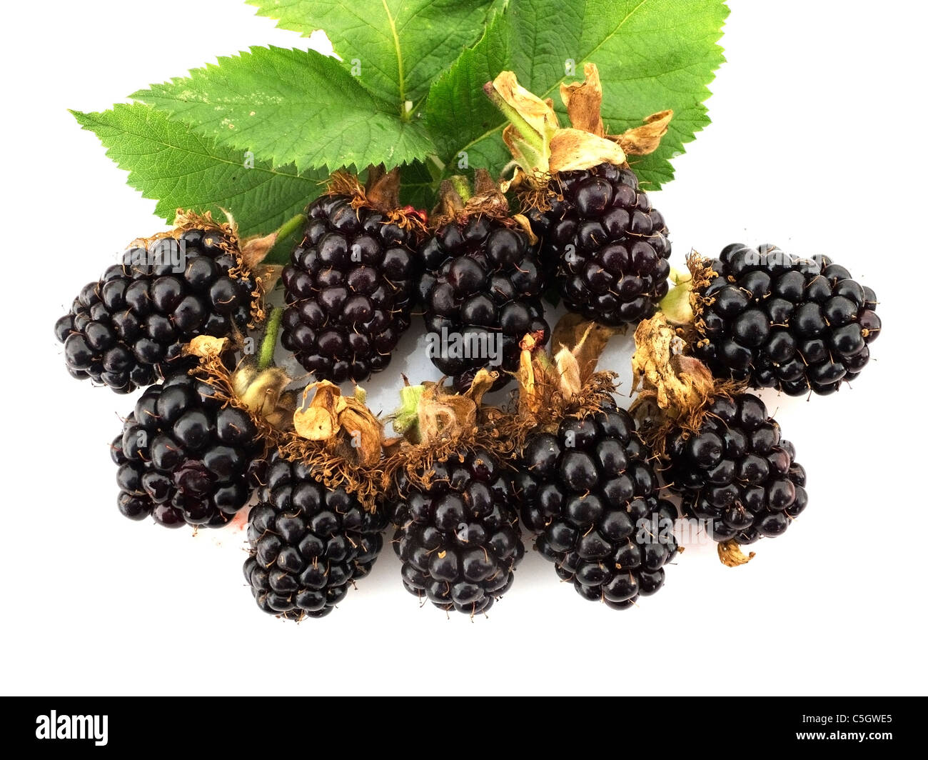 BlackBerrys-1 Stockfoto