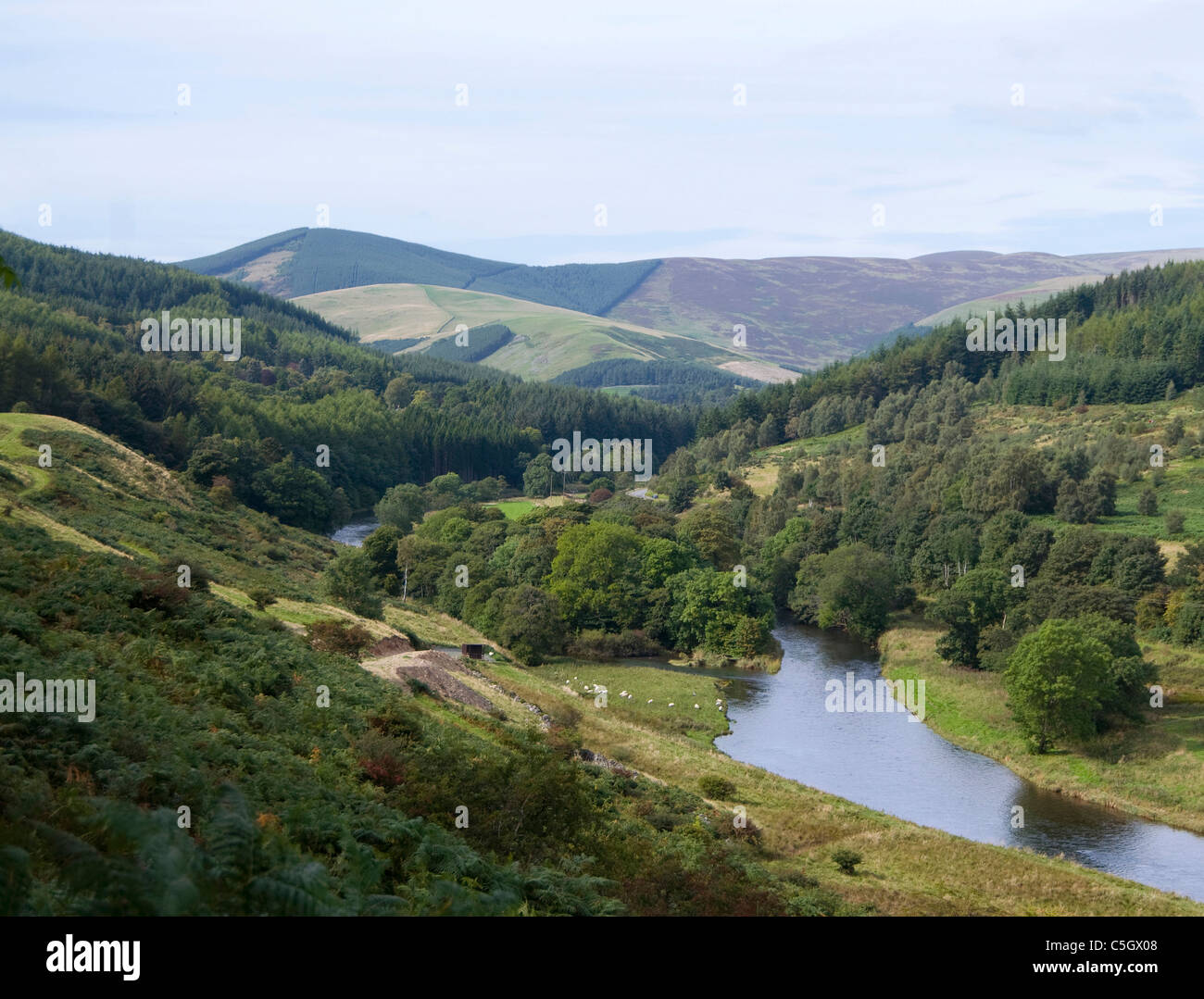 Ettrick Wasser & Bowhill - Selkirk - Scottish Borders Stockfoto