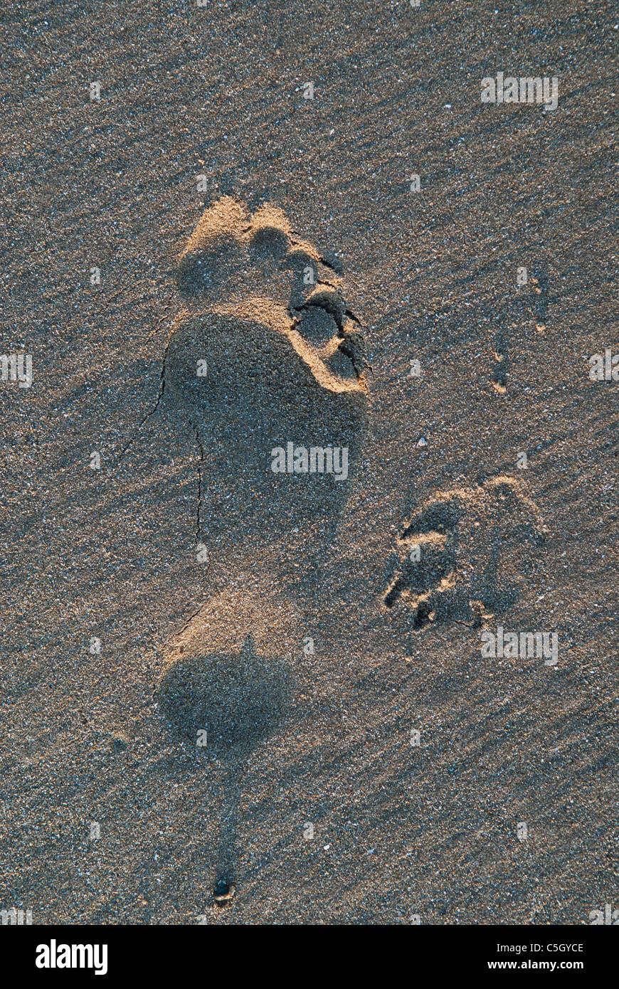 Fussspuren im sand Stockfoto