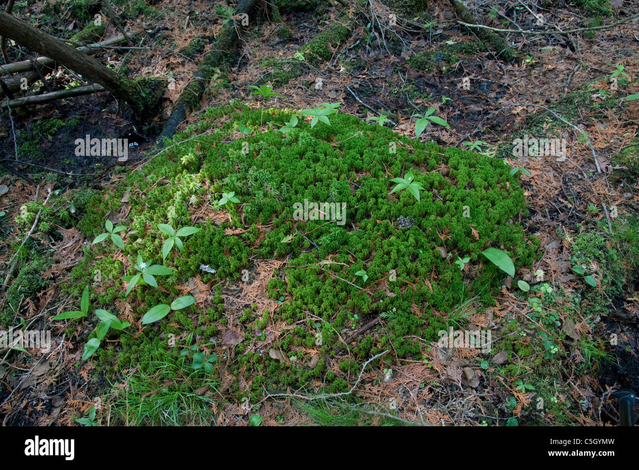 Sphagnum Moos Hummock in weiße Zeder Balsam Fir Sumpf Northern Michigan USA Stockfoto