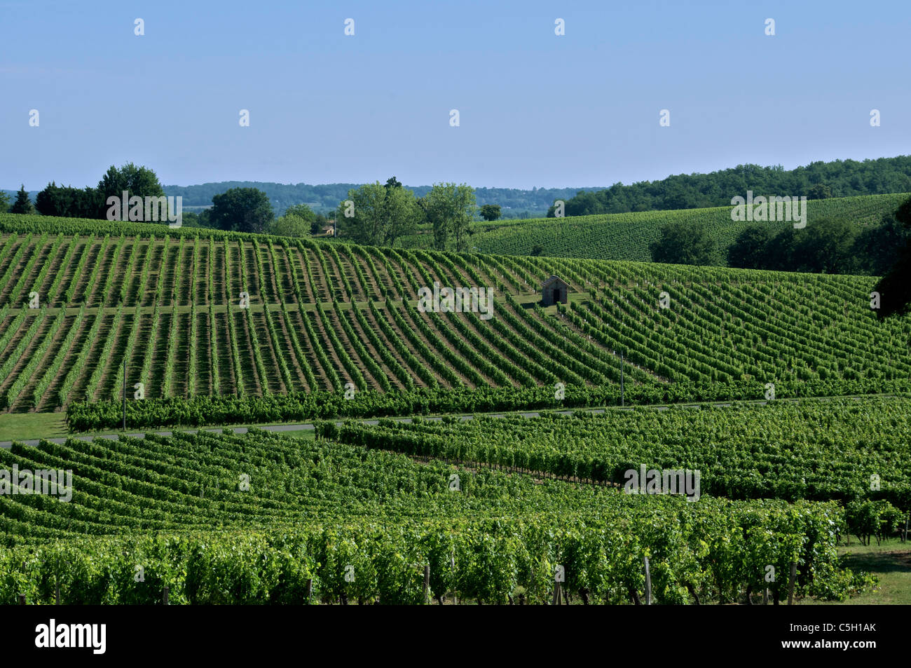 Weinberge in der Nähe von Pujols Entre Deux Mer Gironde Aquitaine Frankreich Stockfoto