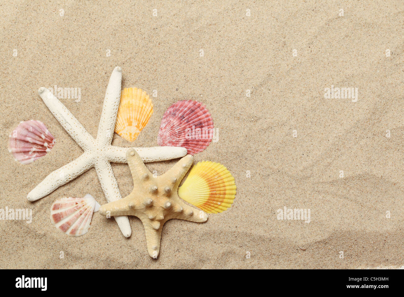 Sammlung von Muscheln auf Sand Hintergrund Stockfoto