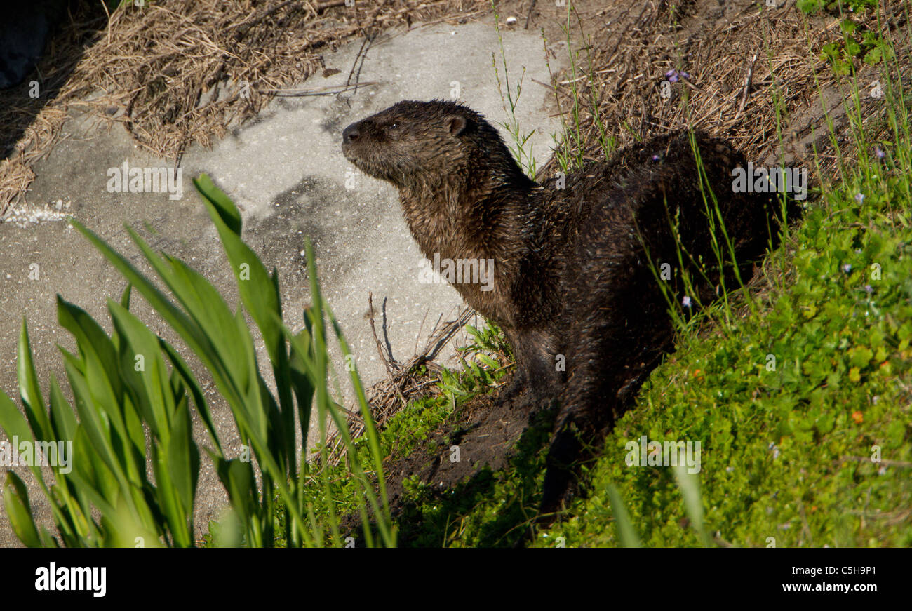 American River Otter (Lontra Canadensis) Stockfoto