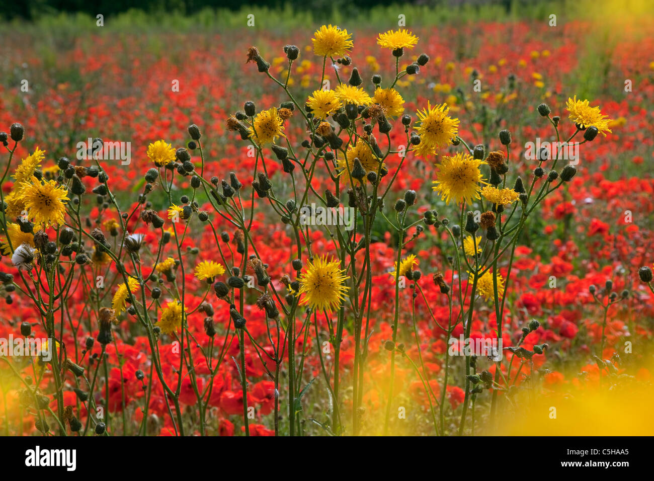 Grobe Hawksbeard Crepis biennis&Feld Klatschmohn Papaver rhoeas in Norfolk Feld UK Juni Stockfoto