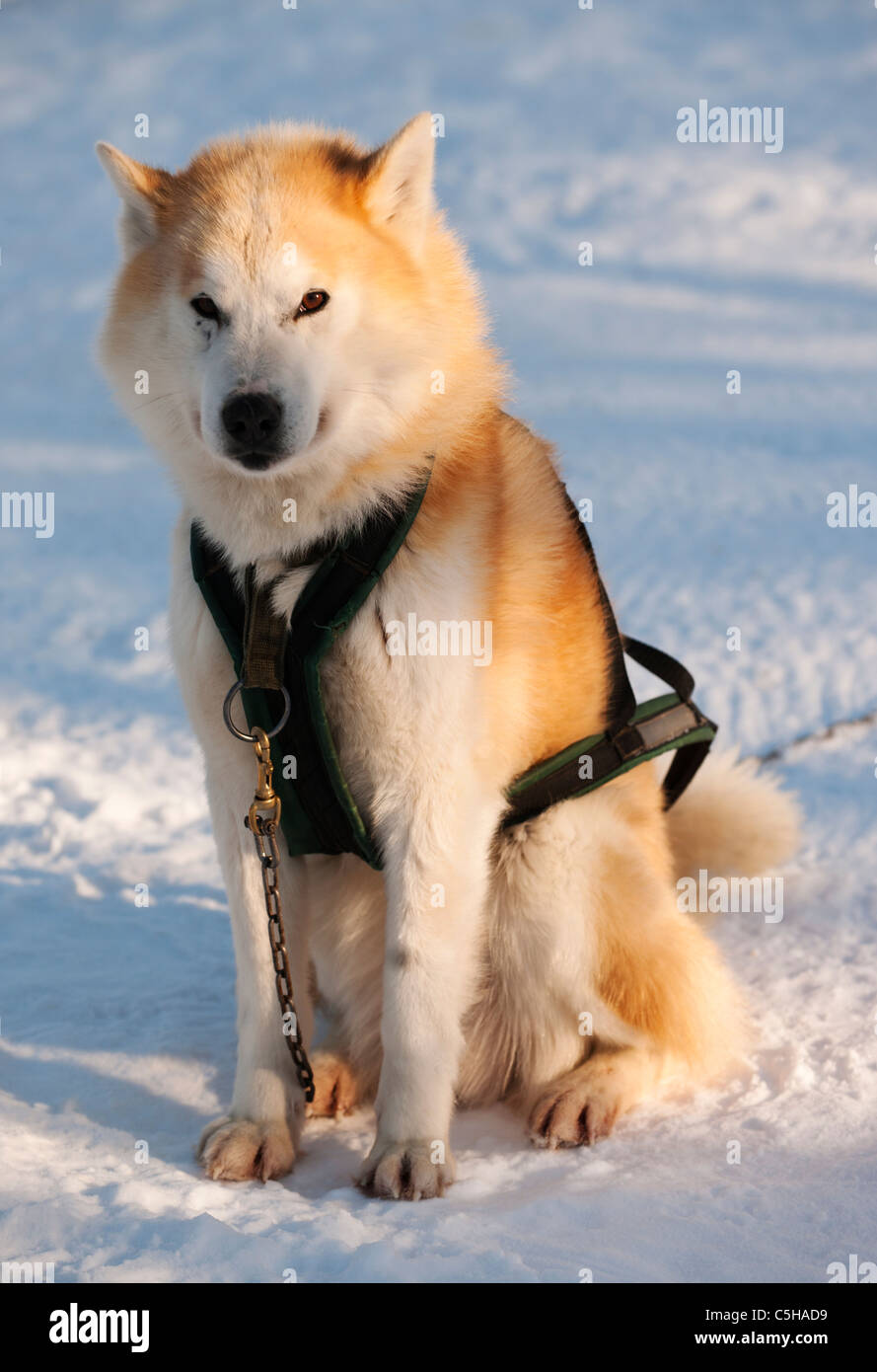 Husky, Lappland, Finnland Stockfoto