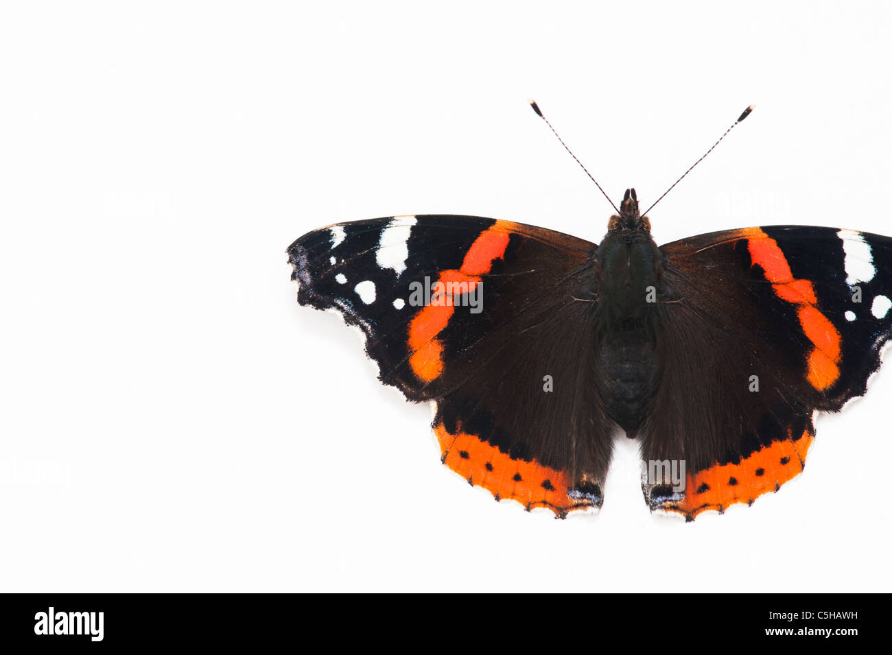 Vanessa Atalanta. Red Admiral Schmetterling auf weißem Hintergrund Stockfoto