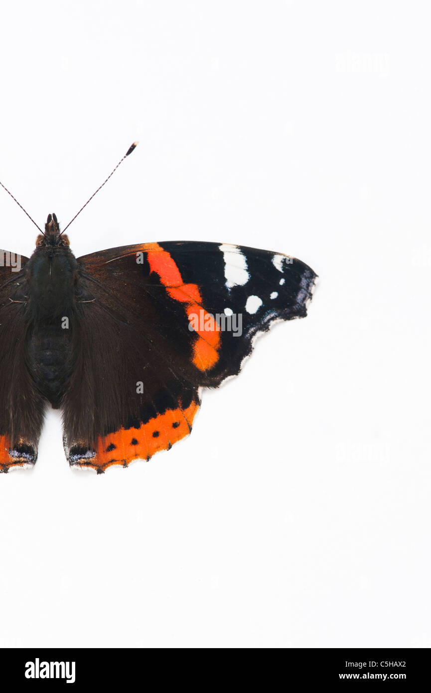 Vanessa Atalanta. Red Admiral Schmetterling auf weißem Hintergrund Stockfoto