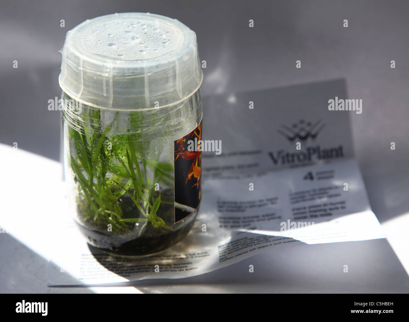 Einen Topf mit Orchideen in vitro gezüchteten Pflanzen Stockfotografie -  Alamy