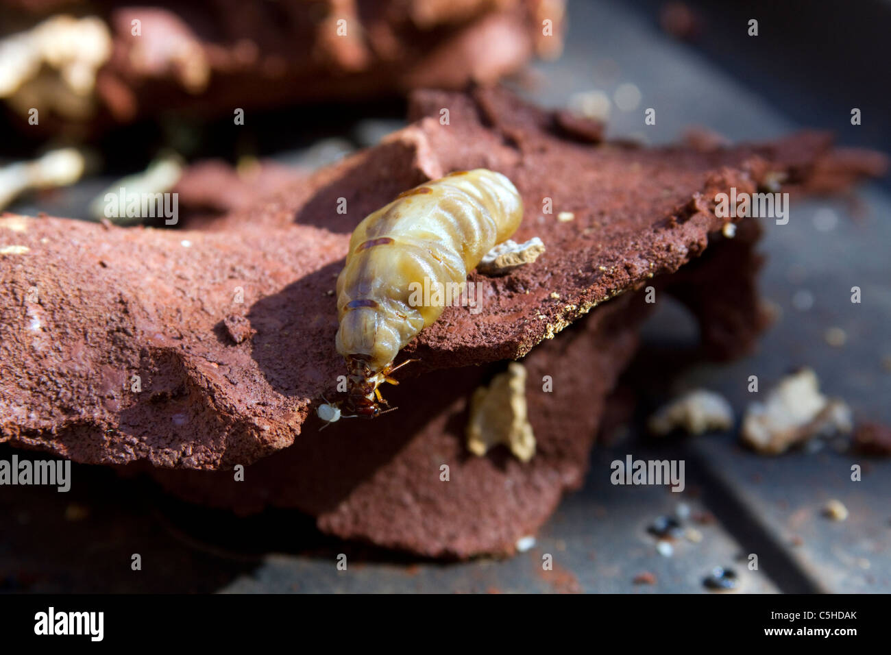 Macrotermes Natalensis Königin Stockfoto