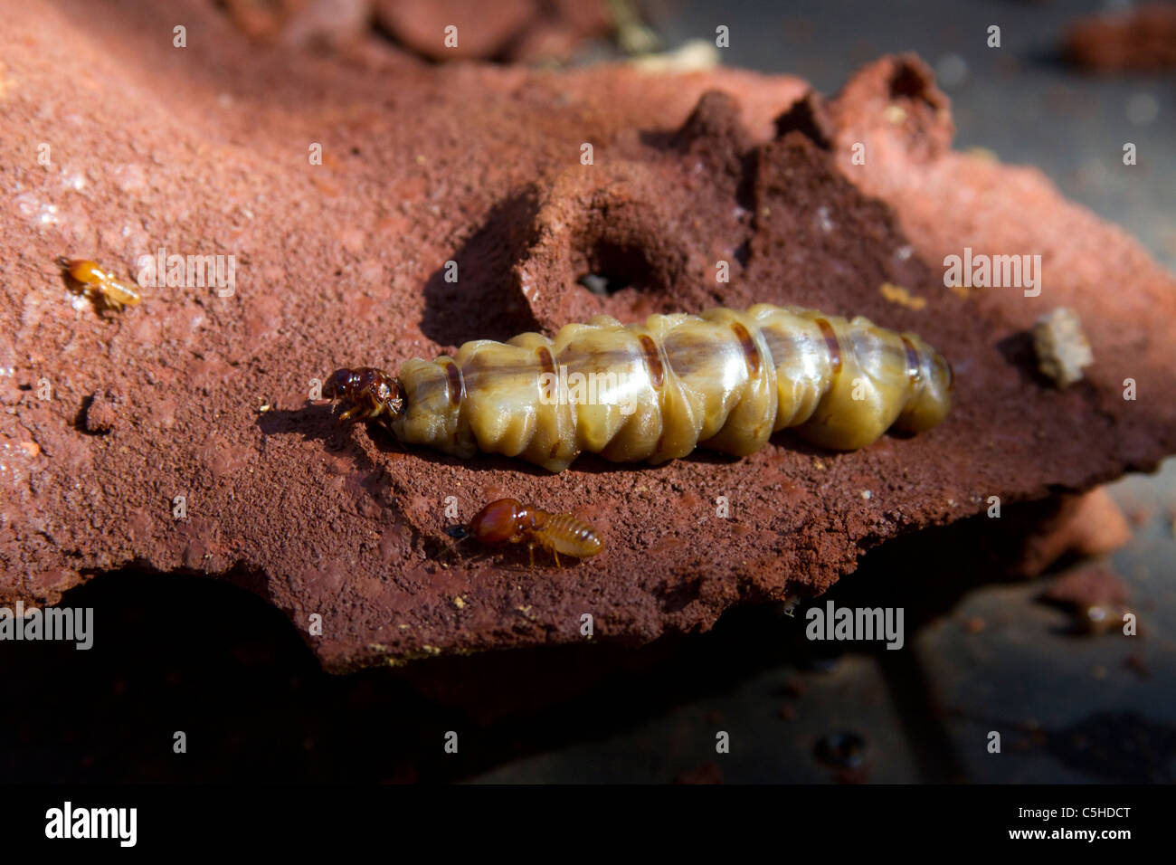 Macrotermes Natalensis Königin und Soldat Stockfoto