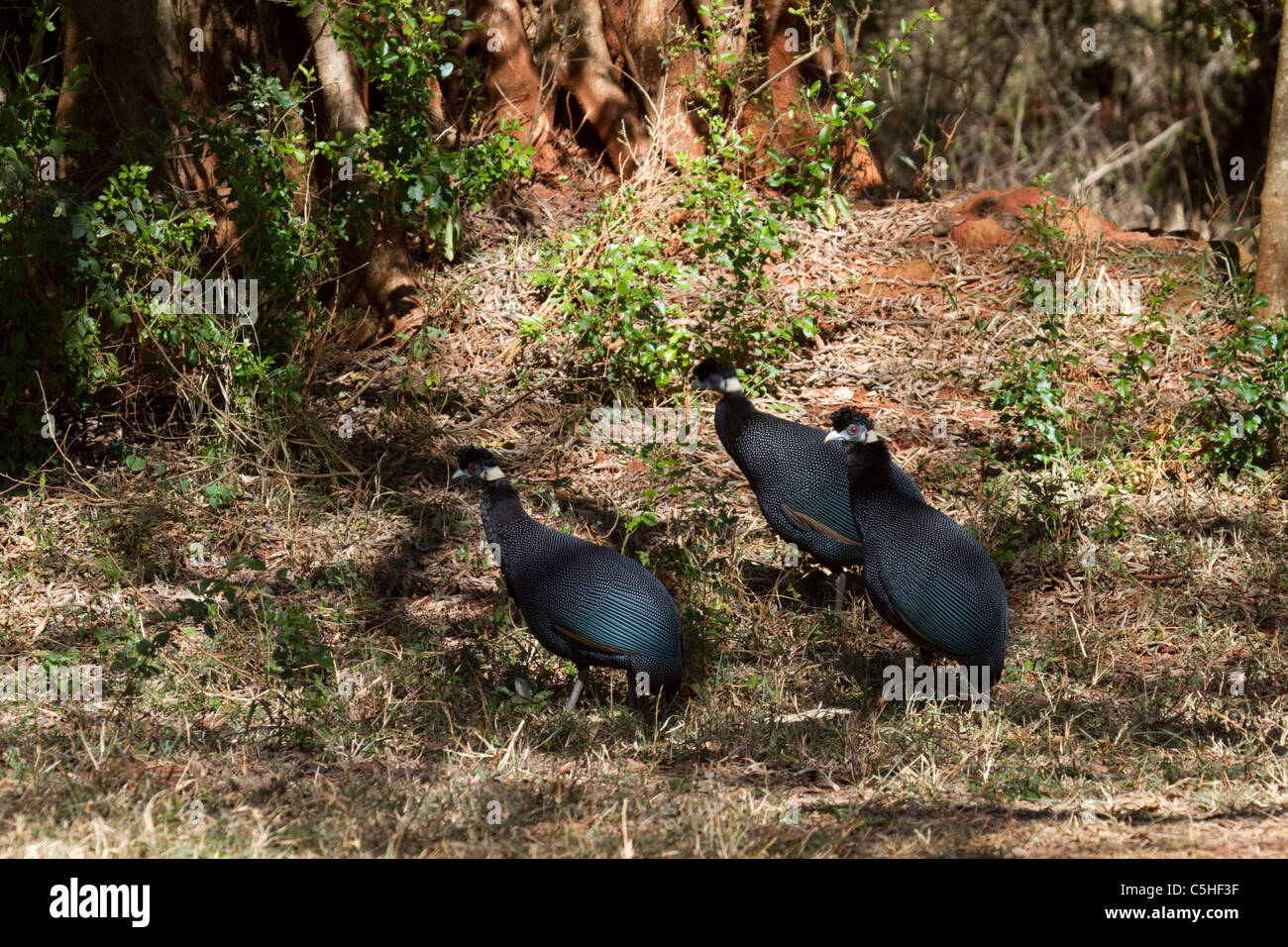 Crested Perlhühner Stockfoto