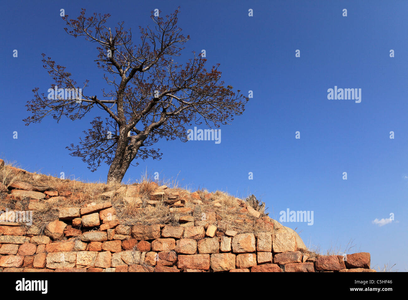 Ein einsamer Baum auf einer Wand innerhalb der Khami UNESCO World Heritage Site in der Nähe von Bulawayo in Simbabwe. Stockfoto