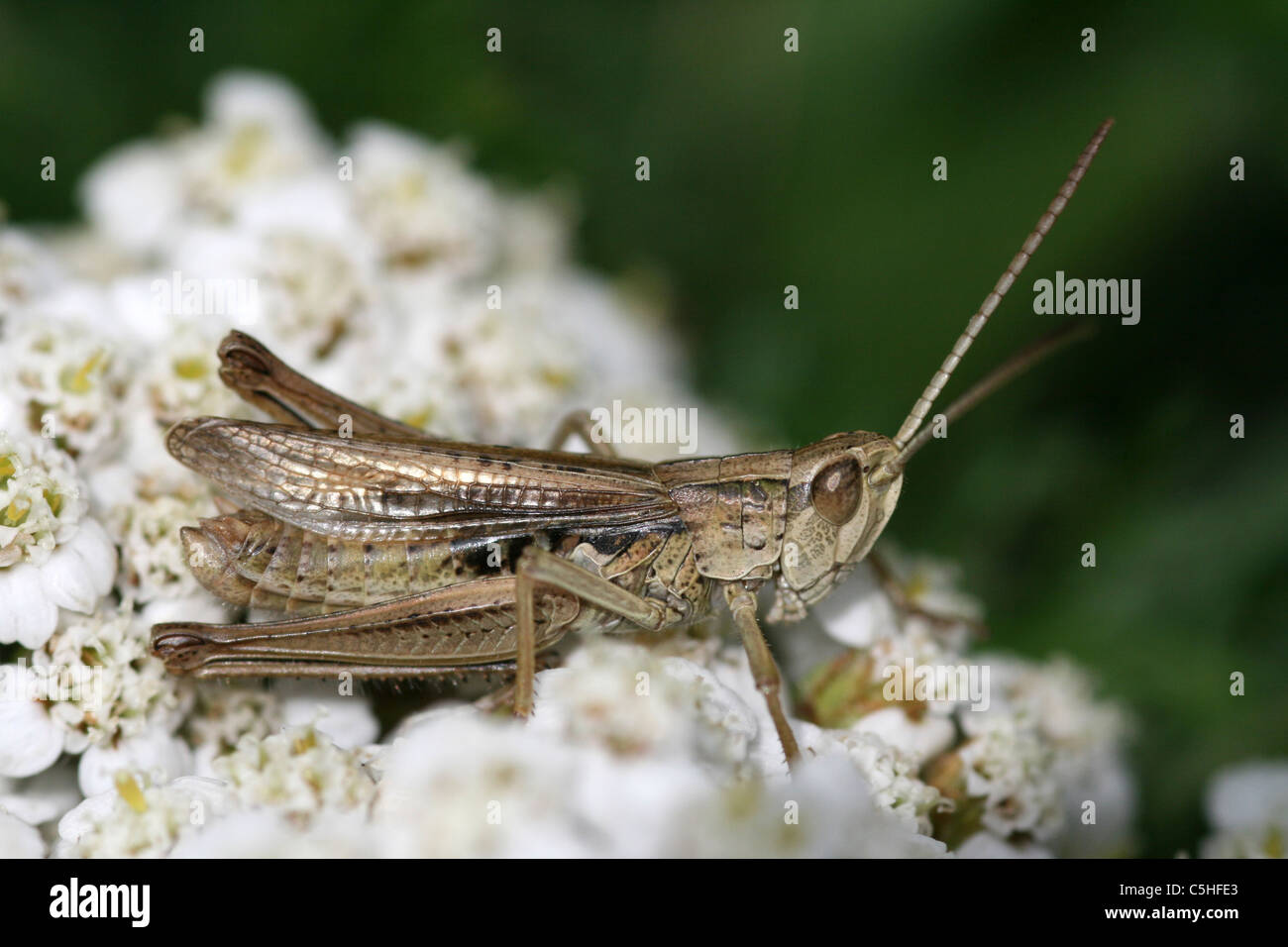 Geringerem Marsh Heuschrecke Chorthippus Albomarginatus thront auf Stängelpflanzen, Lincolnshire, UK Stockfoto