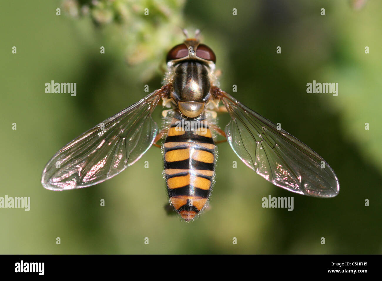 Marmelade Hoverfly Episyrphus Balteatus, Lincolnshire, UK Stockfoto