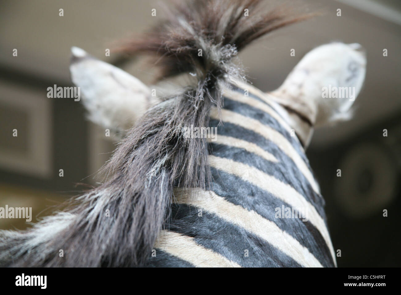 Gefüllte Zebra in einem Museum in Dublin Stockfoto