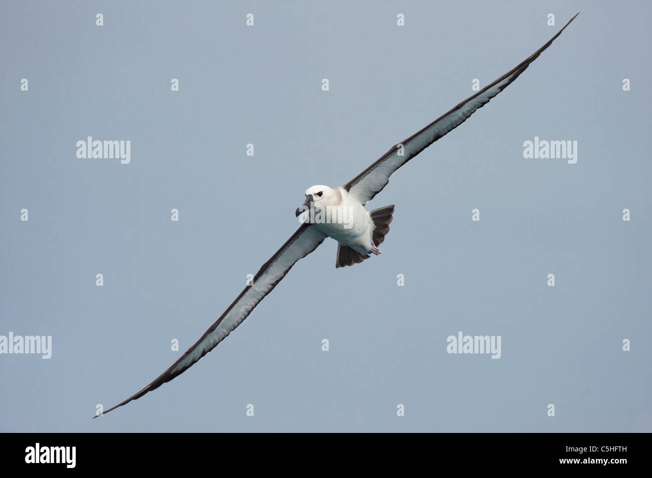 Atlantic Gelb - gerochen Albatross im Flug Stockfoto