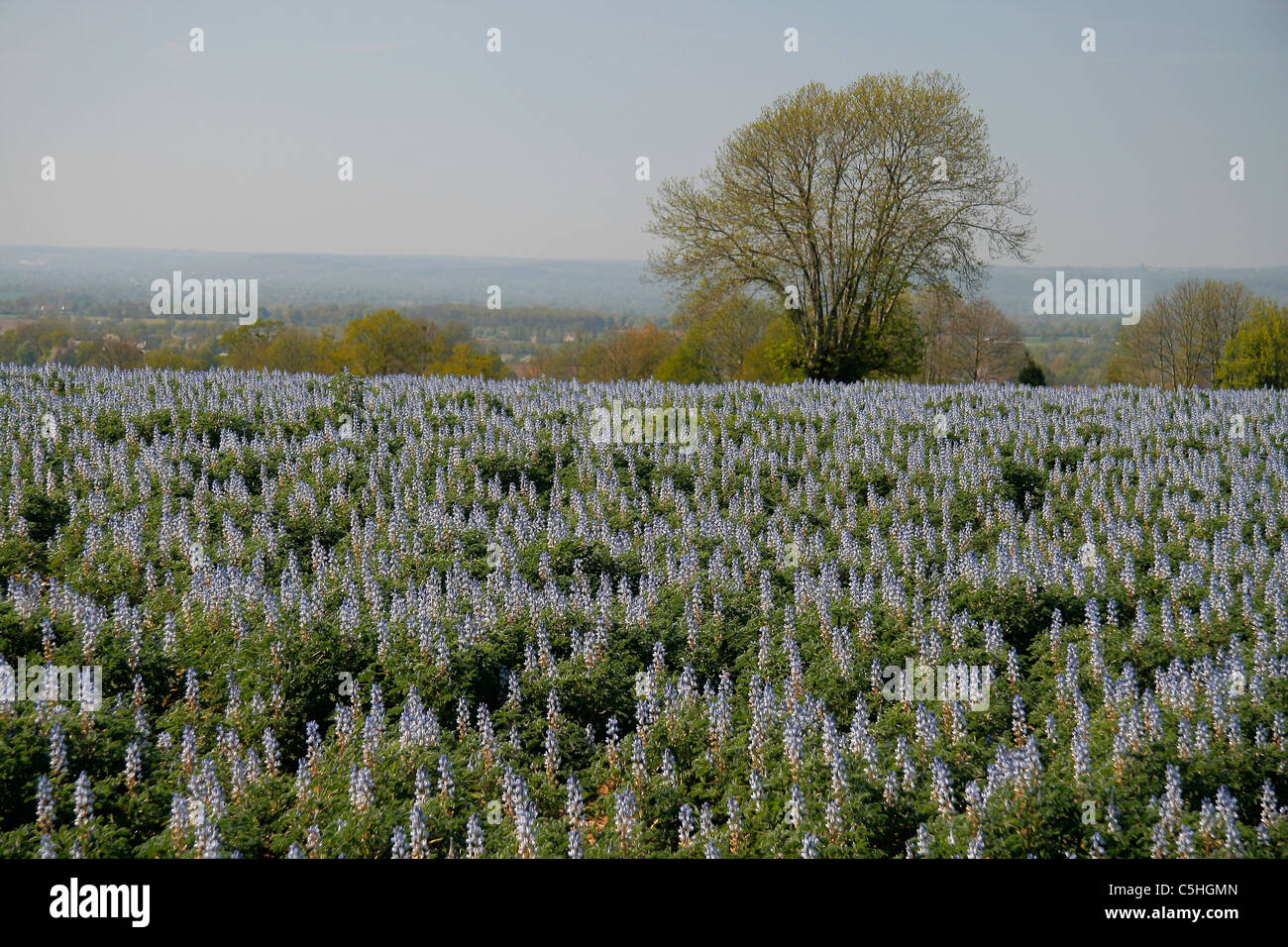 Bereich der Lupinen angebaut für Rinder füttern, Normandie, Frankreich Stockfoto