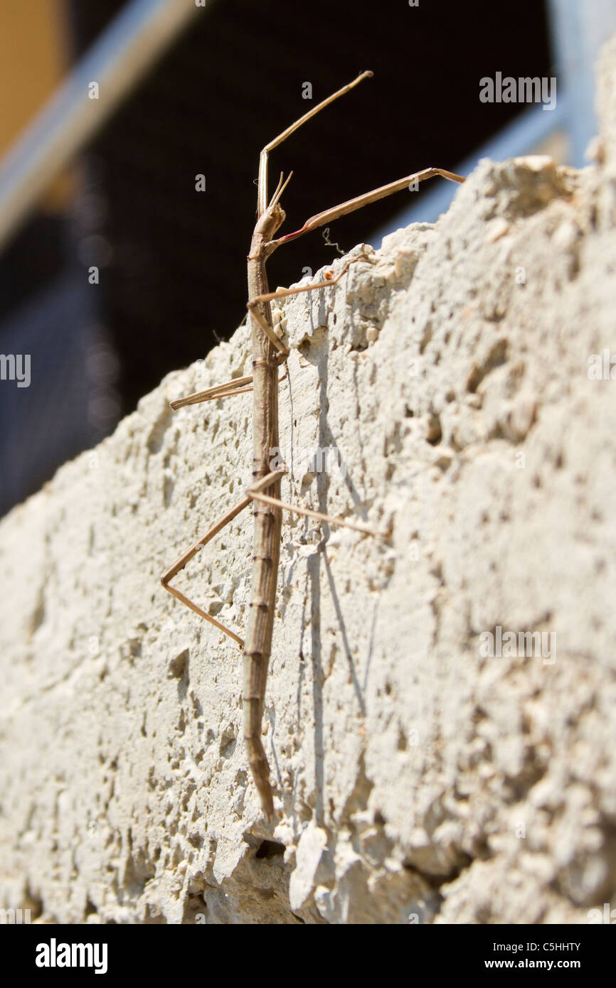 Sitck Insekt Phasmatodea auf dem Felsen Stockfoto