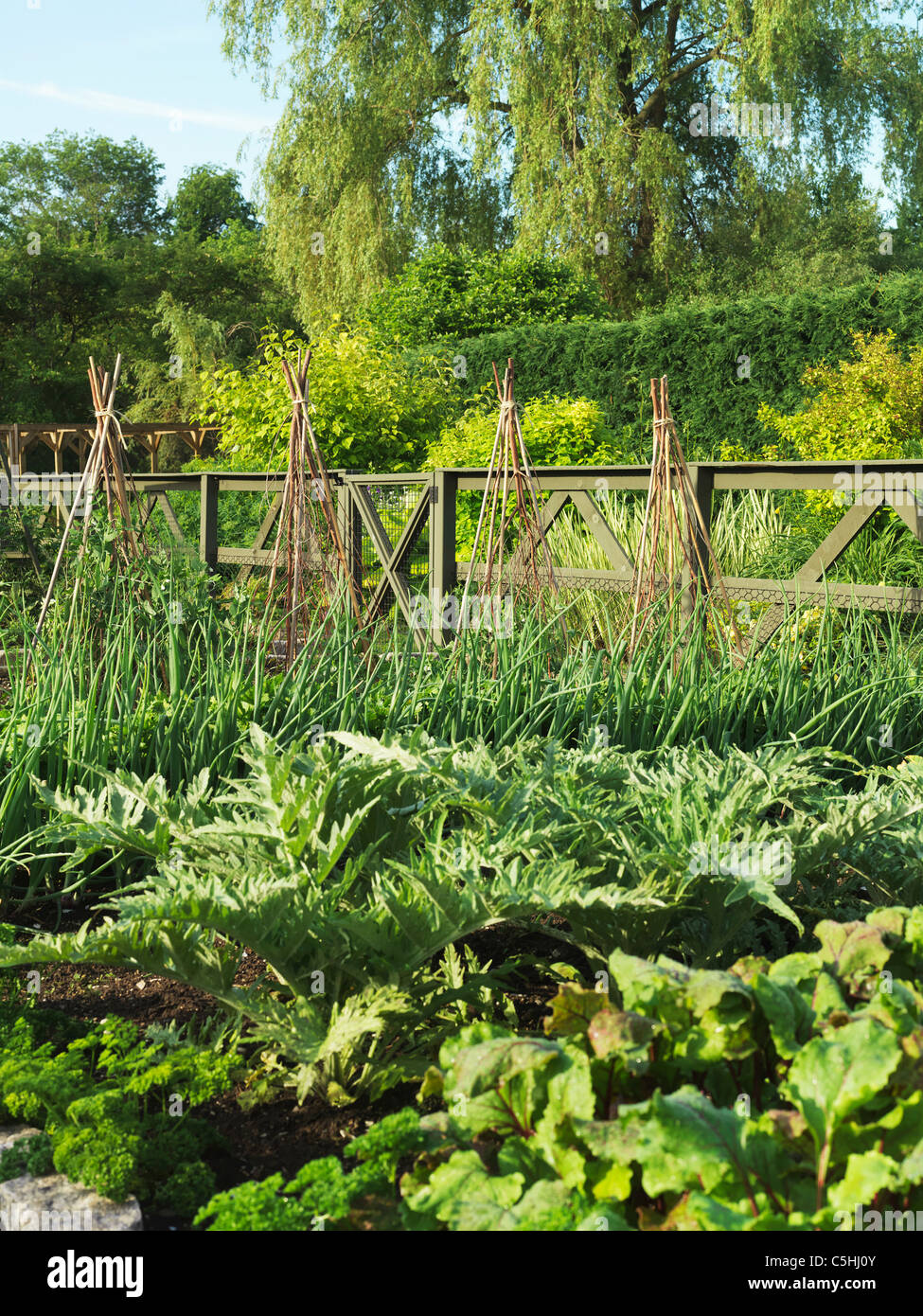Lucious Gemüsegarten im Sommer Stockfoto