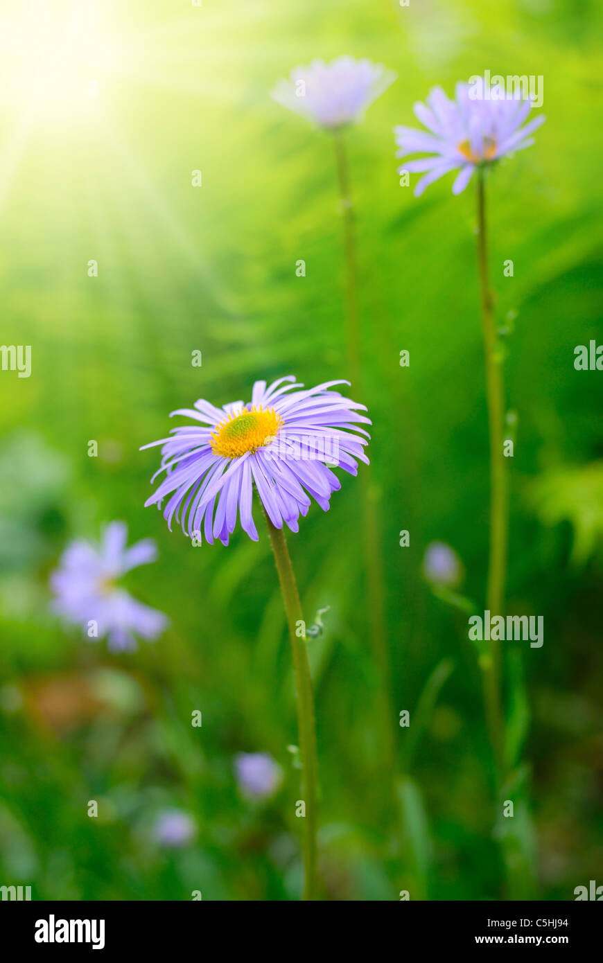 Magenta Astern Blumenbeet vor hellen Sonnenstrahlen Stockfoto