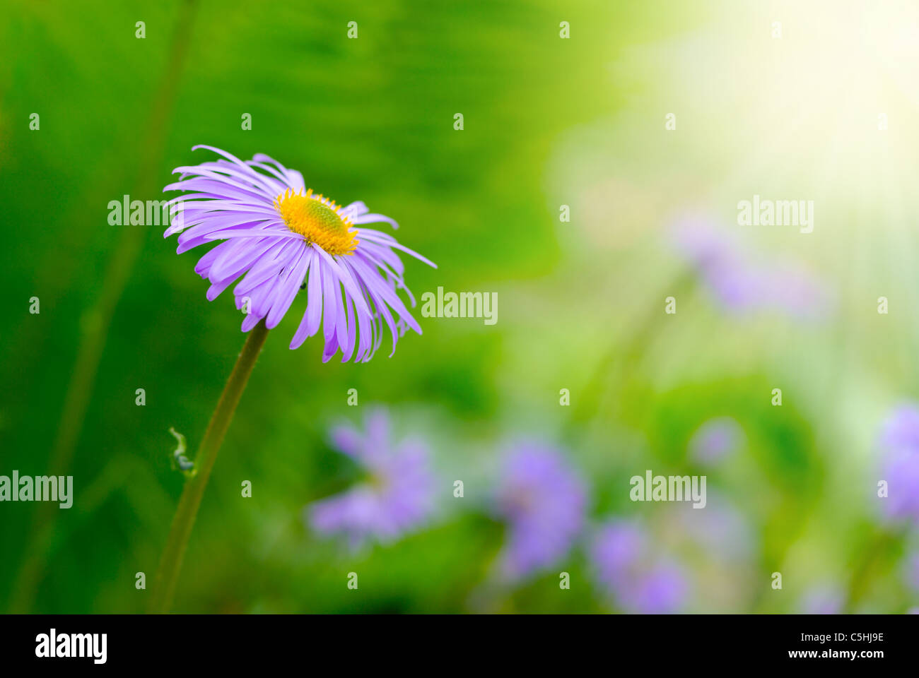 Magenta Astern Blumenbeet vor hellen Sonnenstrahlen Stockfoto