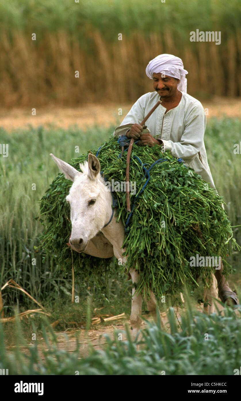 Ägypten, Luxor / Nil. West Bank. Landwirt sammeln Futter für sein Vieh am Westufer des Nil Flusses in der Nähe von Luxor. Stockfoto