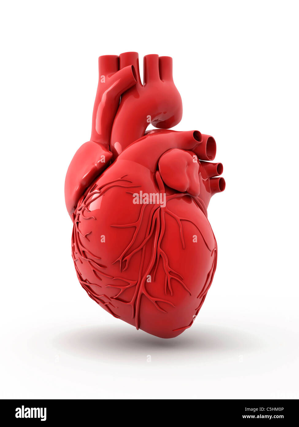 Herz mit den Herzkranzgefäßen Stockfoto