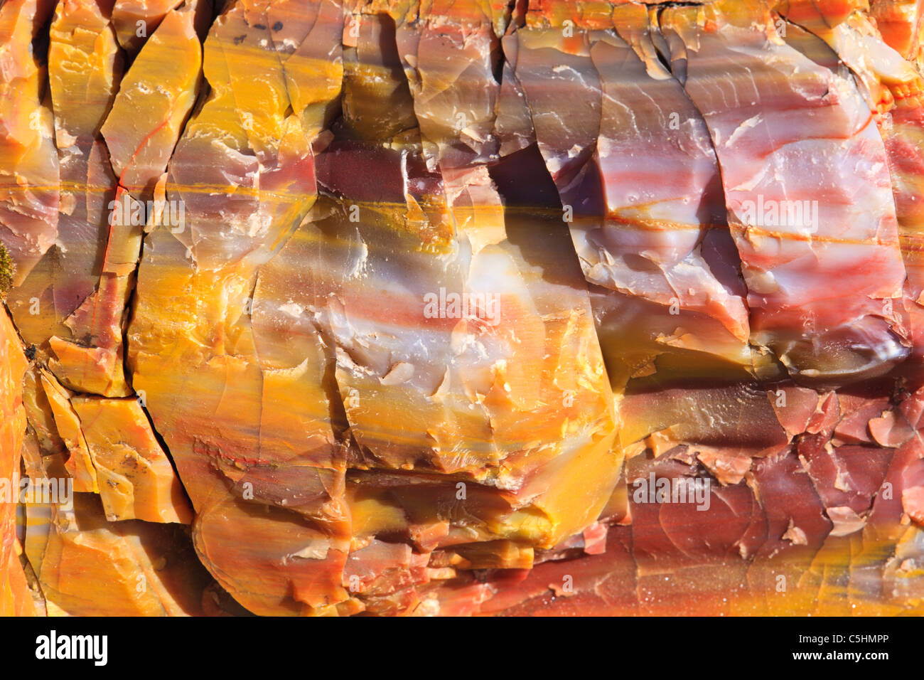 Nahaufnahme von versteinertem Holz, Petrified Forest National Park, Arizona, USA Stockfoto