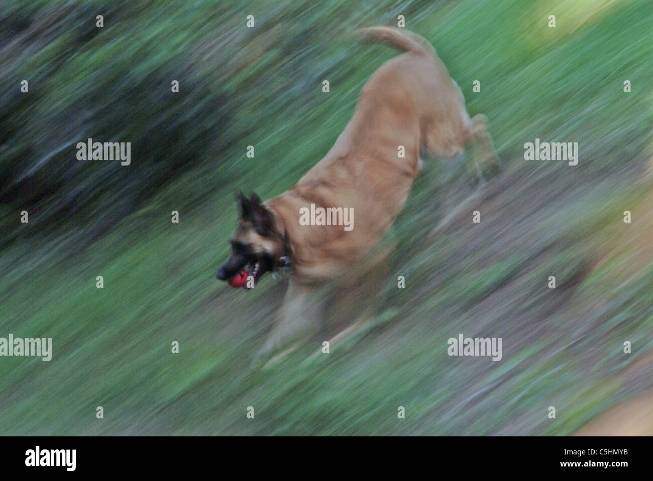 Ein Belgische Malinois Hund läuft nach einem roten ball Stockfoto