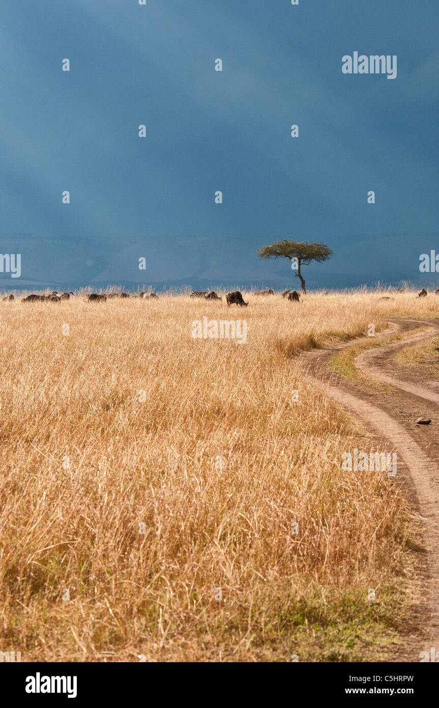 Eine geschwungene Feldweg durch den Rasen in der Masai Mara National Reserve, Kenia, Ostafrika Stockfoto