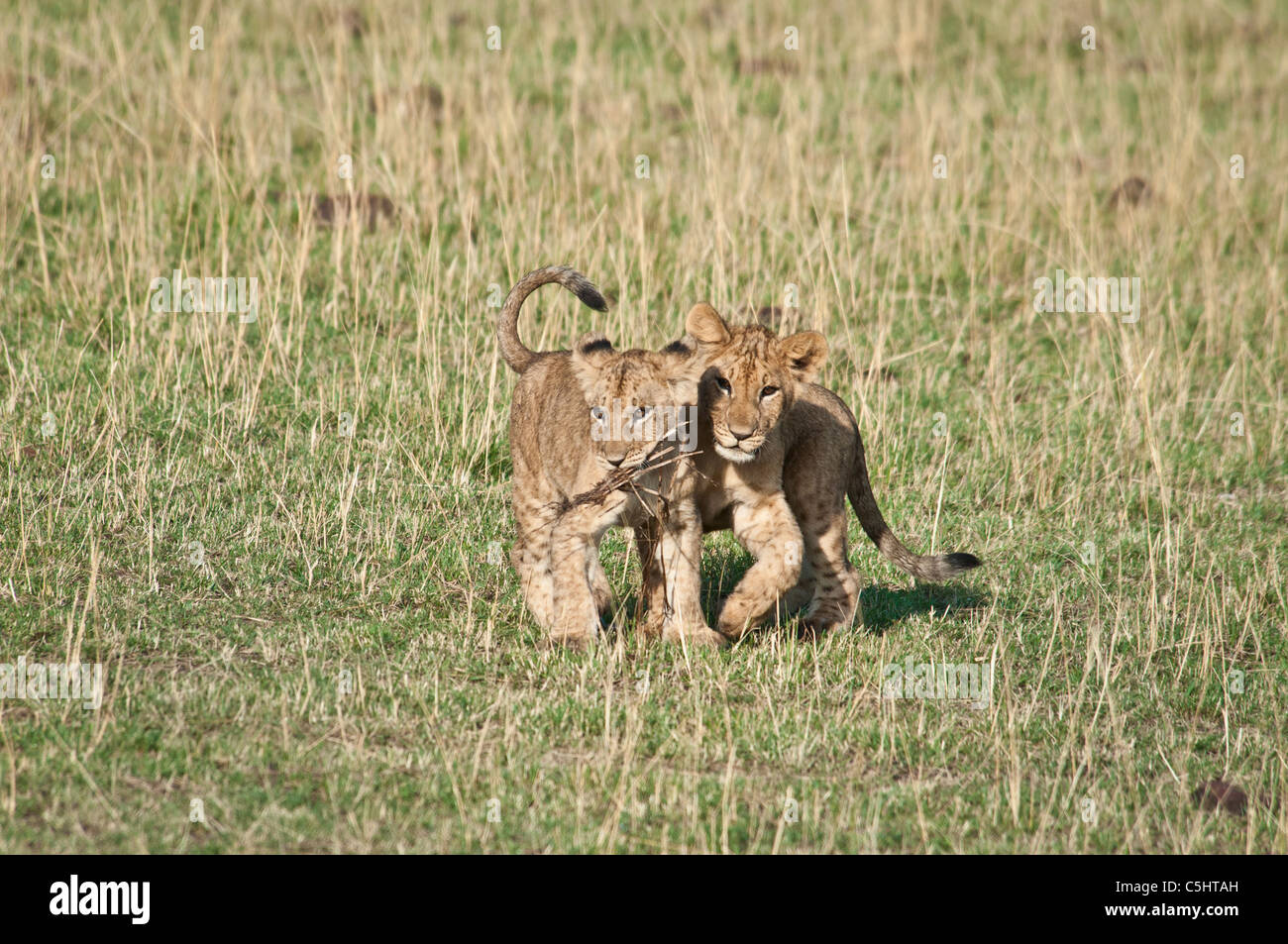 Zwei Löwenbabys nebeneinander, Panthera Leo, Masai Mara National Reserve, Kenia, Afrika Stockfoto