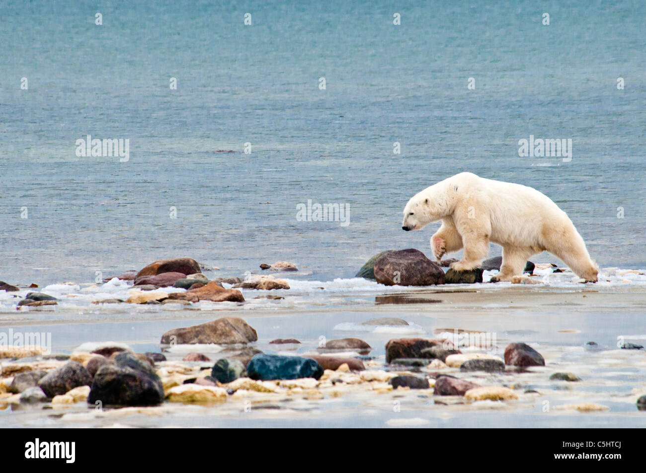 Eisbär, Ursus Maritmus, Blut auf der Pfote, zu Fuß auf den Felsen entlang der Küste der Hudson Bay in der Nähe von Churchill, Manitoba, Kanada Stockfoto