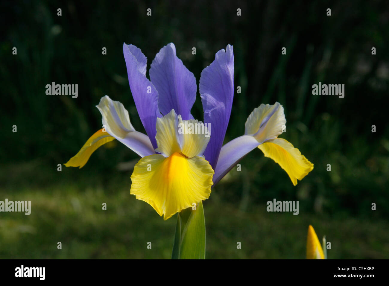 Iris in einem Fotos und Bildmaterial in hoher Auflösung Alamy