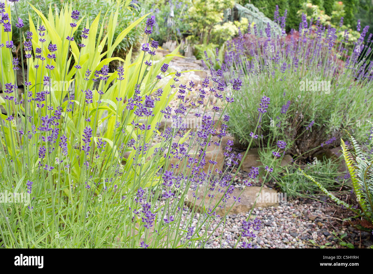 Gartenweg mit englischer Lavendel Blumen und Pflanzen Stockfoto