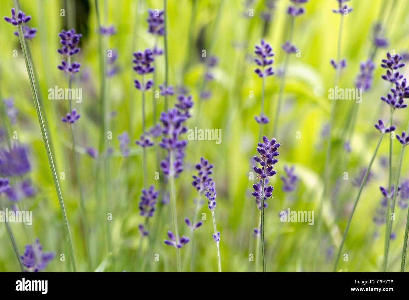 Lavendel Blumen blühen im Sommer mit unscharfen Hintergrund Stockfoto