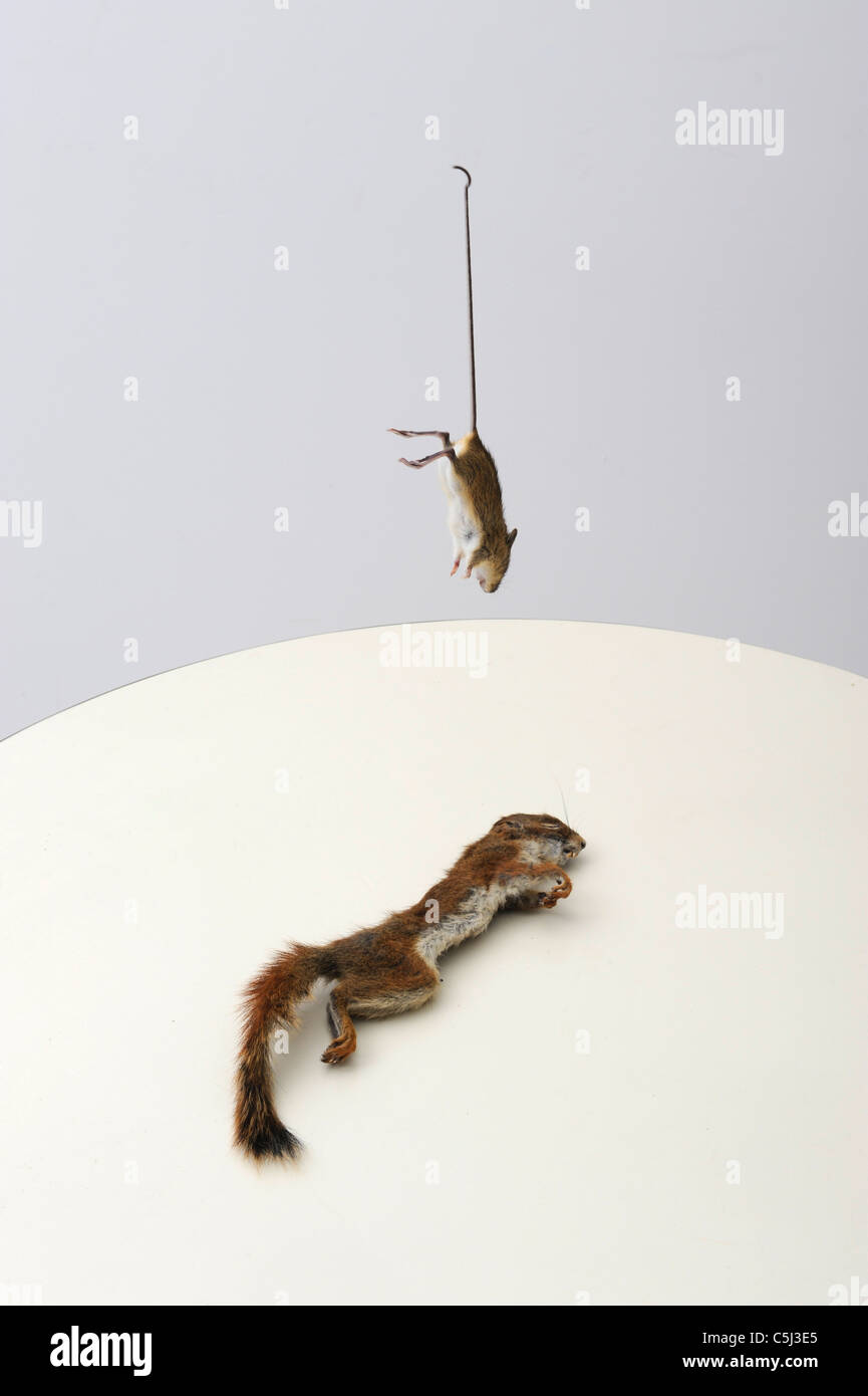 Stillleben mit toten Maus und Eichhörnchen von Katze getötet Stockfoto
