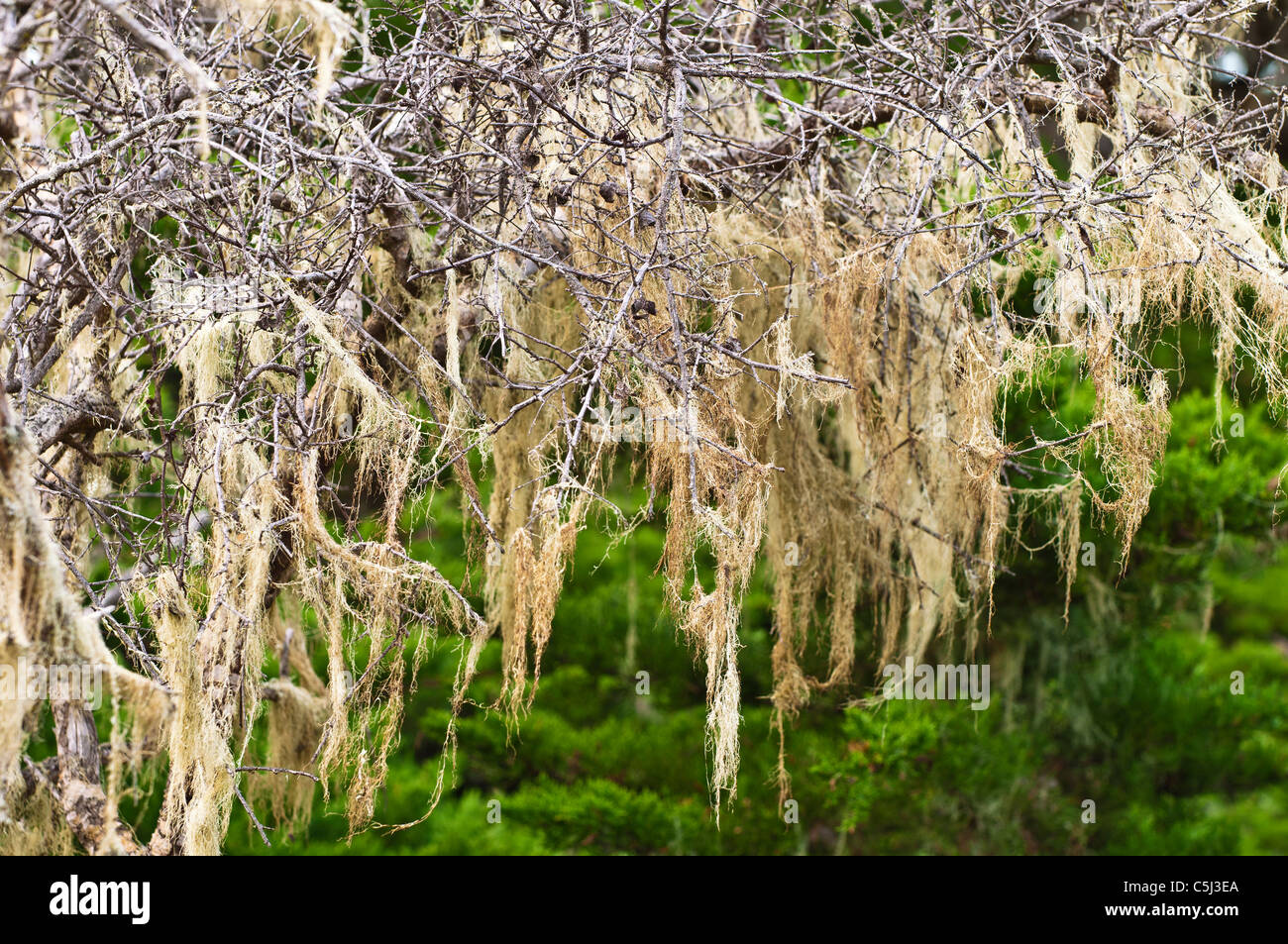 Hängende Moos auf den Cypress Grove Trail, Point Lobos State Reserve, Carmel, Kalifornien Stockfoto