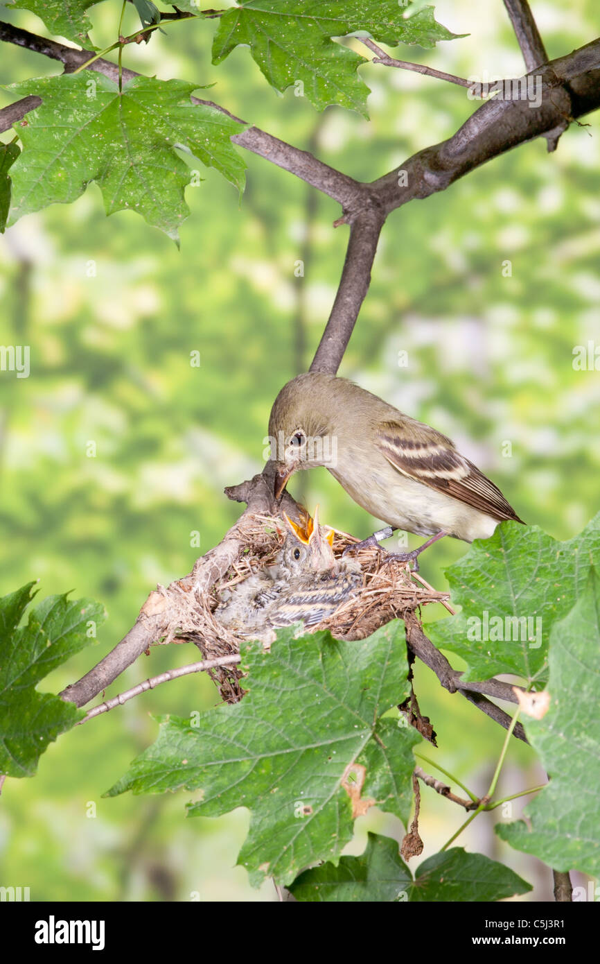 Acadian Flycatcher Fütterung der Jungvögel im Nest - vertikal Stockfoto