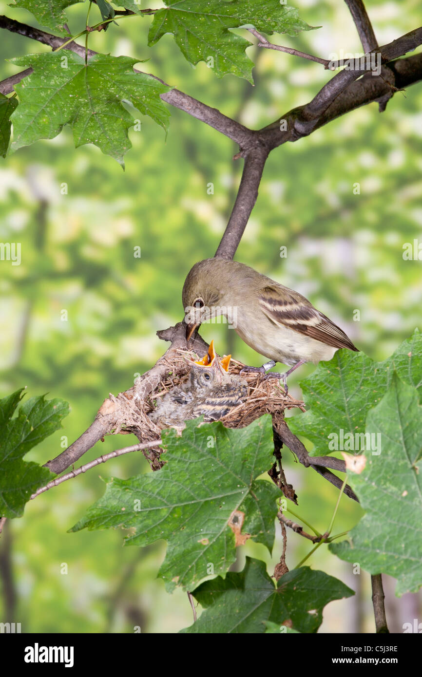 Acadian Flycatcher Fütterung der Jungvögel im Nest - vertikal Stockfoto