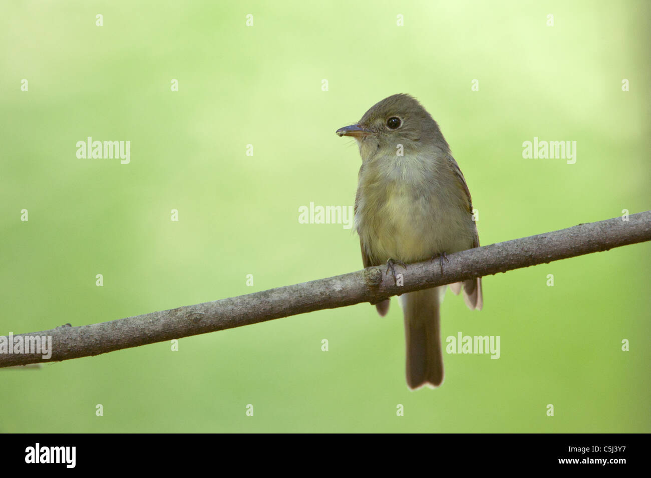 Acadian Flycatcher Stockfoto