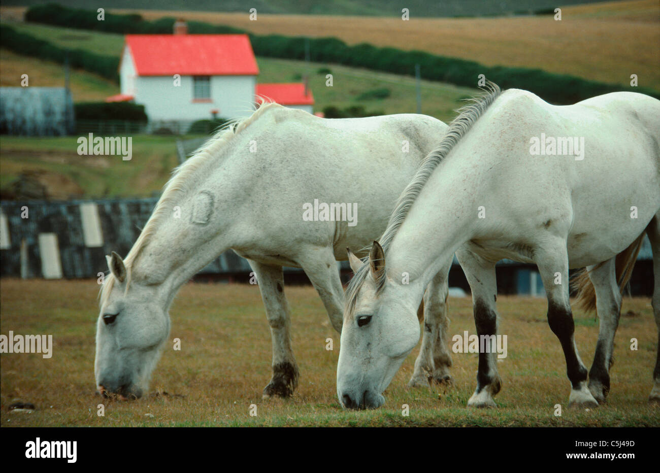Ein paar weiße Pferde grasen auf Port Stanley, Falkland-Inseln, Süd-Atlantik Stockfoto