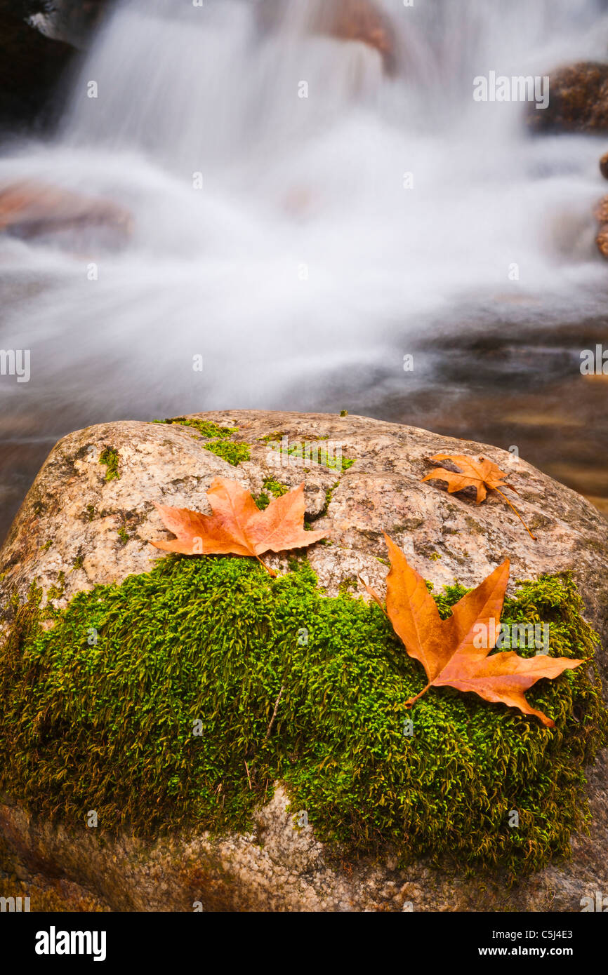 Fallen Sie am Fluss Nacimiento, Los Padres National Forest, Kalifornien Stockfoto