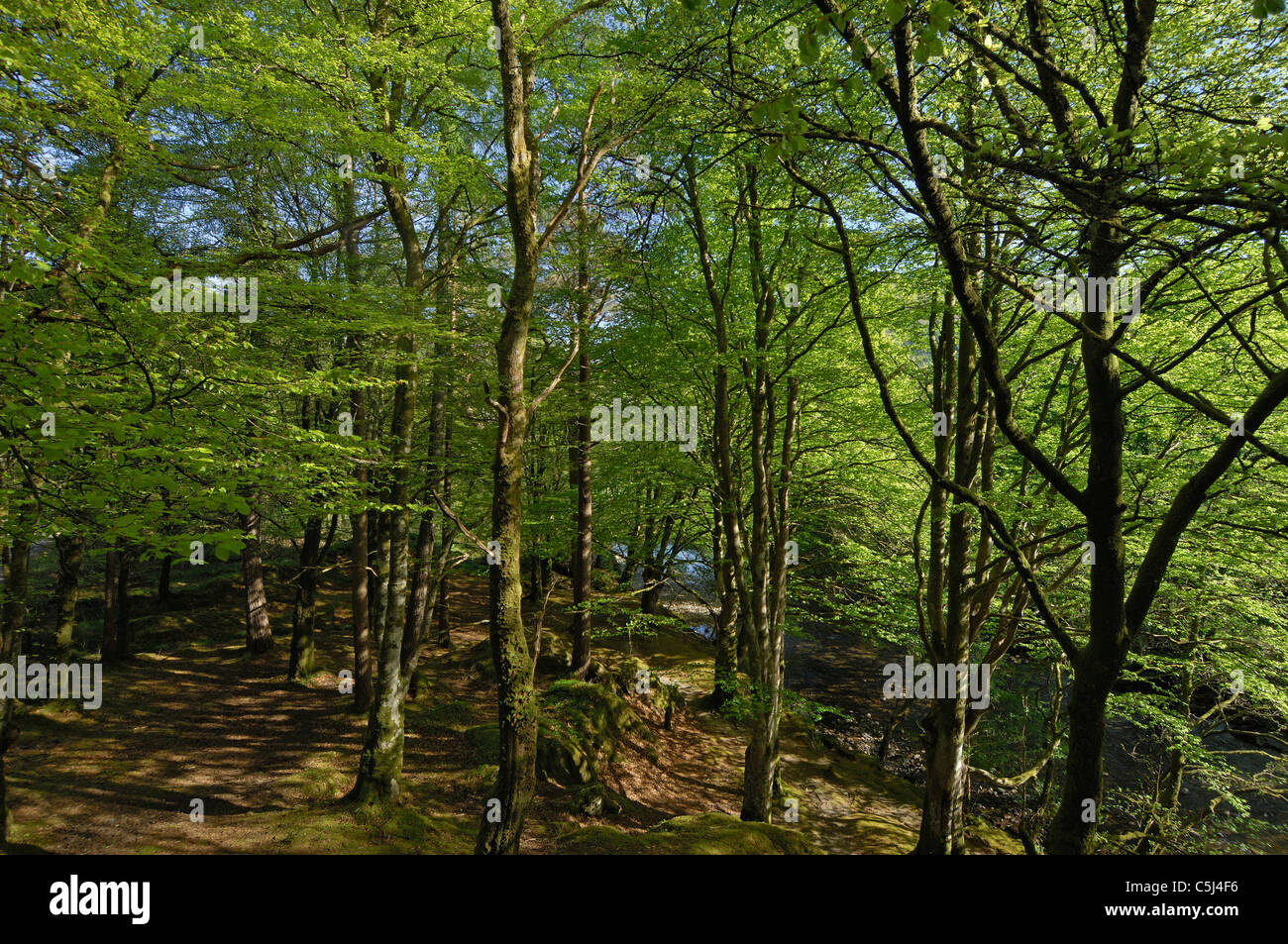 Buchenwälder im Frühjahr entlang der unteren Mittellauf des Flusses Coe, Glencoe, Argyll, westlichen Schottland, Großbritannien. Stockfoto