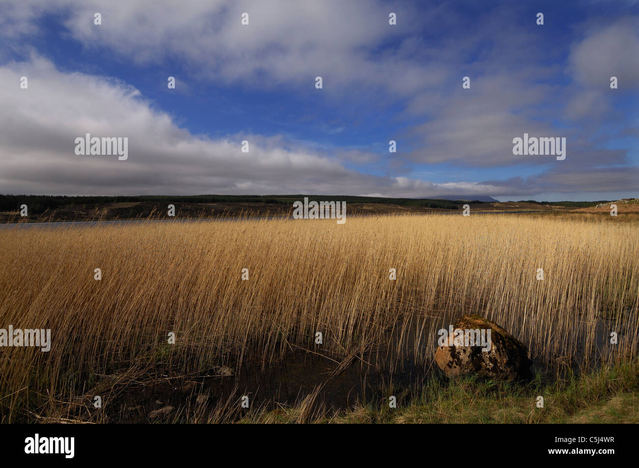 Hohen Röhricht an den Ufern des Loch Borralan mit einem dramatischen Winterhimmel und fernen niedrige Hügel, Sutherland, Nordschottland. Stockfoto