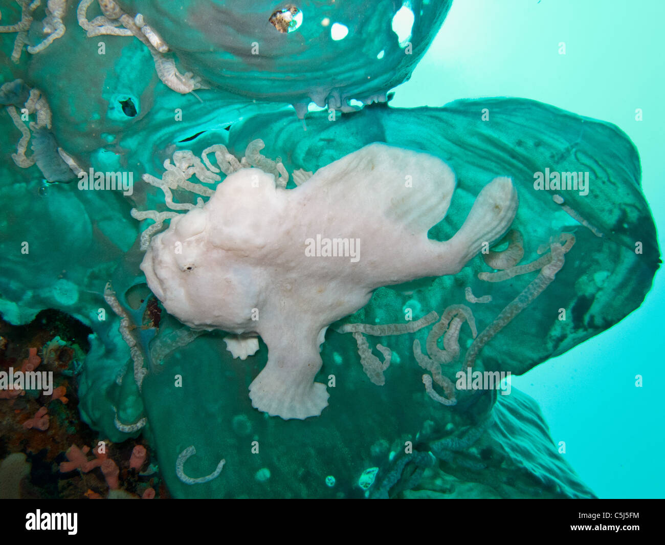 Cremige Riesen Anglerfisch hängen unter Elefanten-Schmuckschildkröte Schwamm Stockfoto