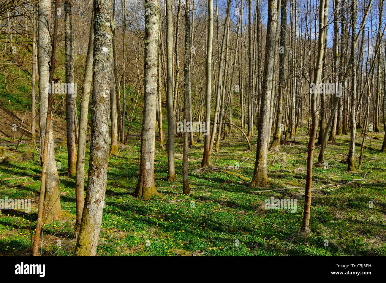 Ein Stand von hohen schlanken Bäumen auf der Basis von gelbe Wildblumen im Frühjahr Stockfoto