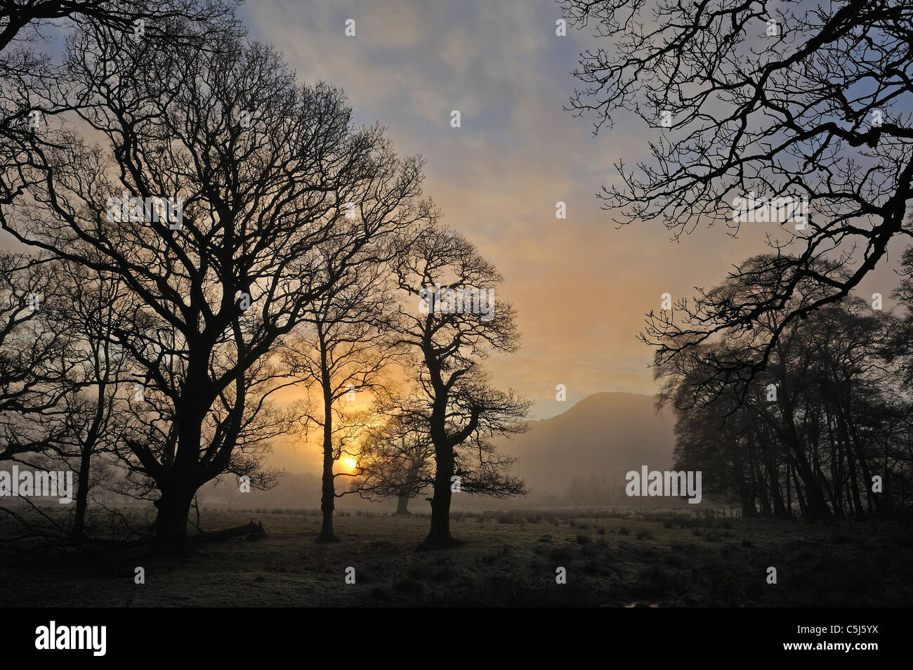 Späte Sonne scheint durch Silhouette Bäume an einem Winternachmittag in der Nähe von Killin, Perthshire, Schottland, Vereinigtes Königreich Stockfoto