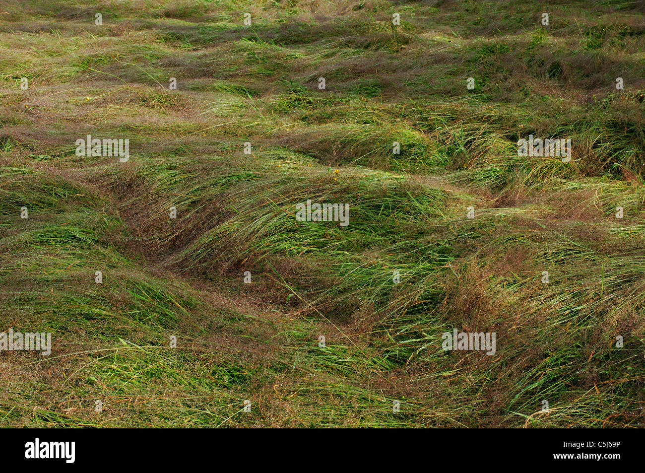 Nasse Gräser abgeflacht nach Regen, Killin, Perthshire, Schottland. Stockfoto